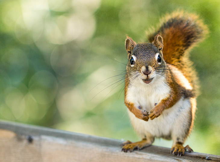 假設語氣混合式