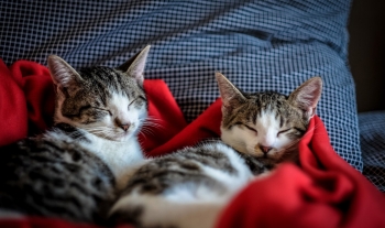 代名詞詳解主格、受格、所有格、所有格代名詞及反身代名詞一次搞懂