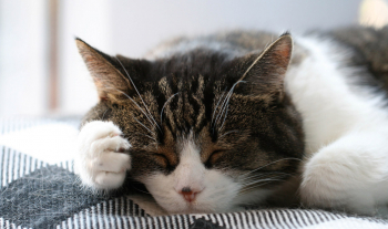 過去完成進行式例句用法