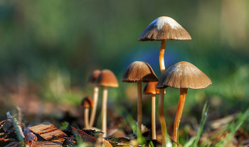 假設語氣用法完整題目解析攻略