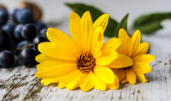 a few a little few little 用法一次搞懂