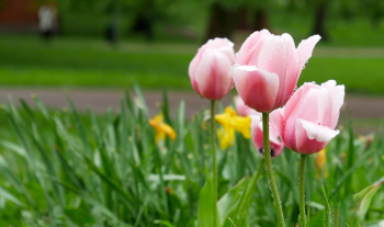 名詞子句基本用法解析