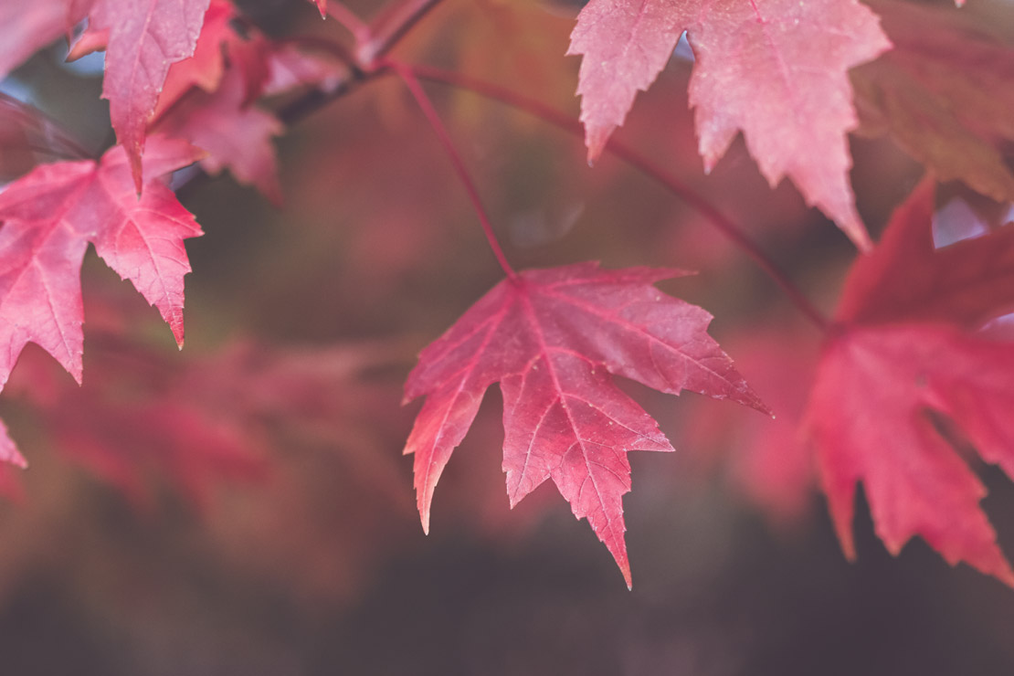 形容詞與副詞用法大揭秘:英文初學者專屬指南