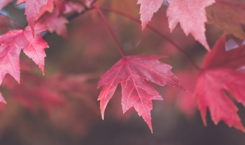 形容詞與副詞用法大揭秘:英文初學者專屬指南