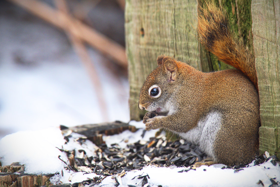 頻率副詞用法解析之旅:超實用範例與練習