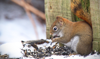 頻率副詞用法解析之旅:超實用範例與練習
