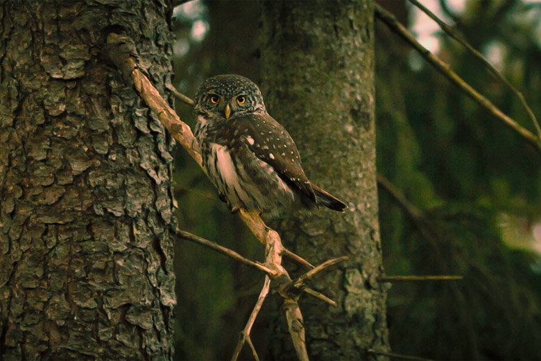 代名詞圖片範例